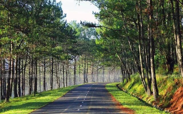 đồi thông xanh mát của Đà Lạt